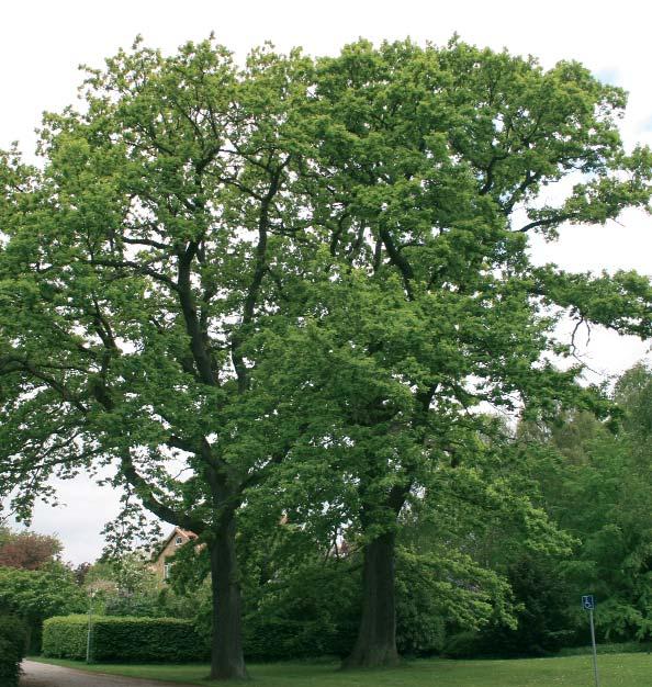 Eken ett tåligt och exotiskt I Sverige finns två vildväxande ek - arter bergek, Quercus petraea och skogsek, Quercus robur.