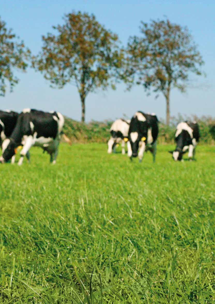 Silage Effekt Silage Kombi Hög kvalitet Hållbar allroundblandning Slåtter Permanenta vallar Bete/Slåtter Ettåriga vallar Ger hög andel gräs i foderstaten.