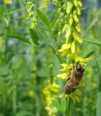 Mångfunktionalitet Foto: Nawa Raj Dhamala Foto: Tora Råberg Art- och baljväxtrika vallar har potential att leverera flera ekosystemtjänster: Biologisk kvävefixering Foder (Biomassa till energi)