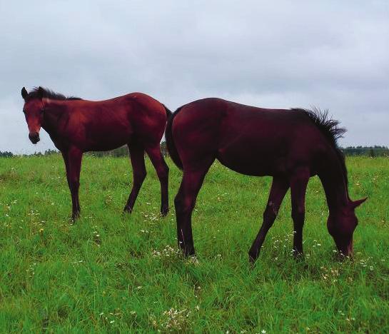 hästpass - Stavas eller uttalas nära liknande namn i den internationella spärrlistan eller ett namn registrerat för en häst född inom den senaste 10 årsperioden.