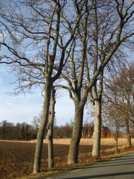 Figur 4. Tätt planterade träd. Figur 5. Träd som vuxit ihop.