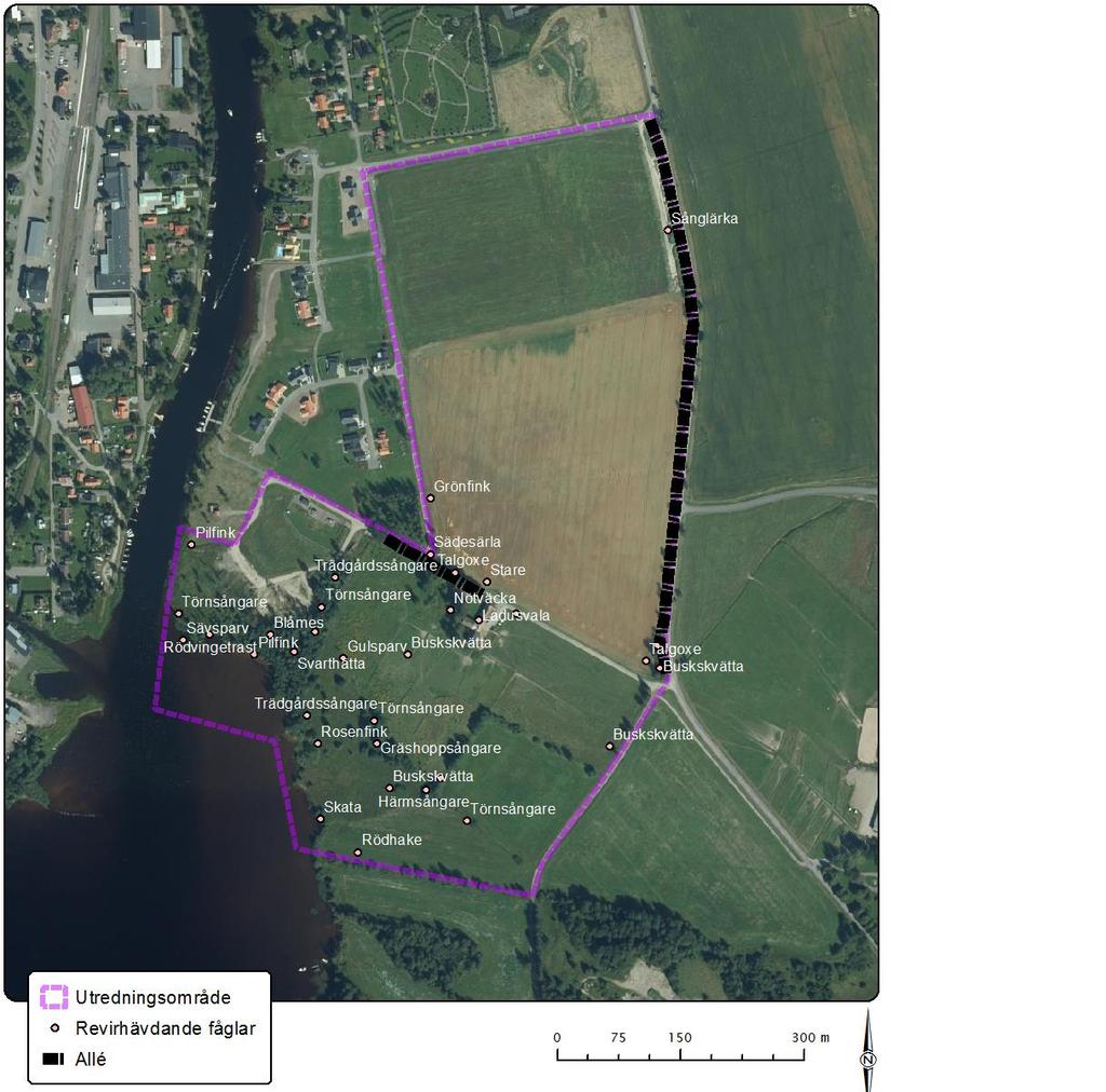 Figur 3. Visar utredningsområdet samt omfattning av de två alléerna som ingår i det generella biotopskyddet och var de olika fågelarterna som hävdade revir påträffades.