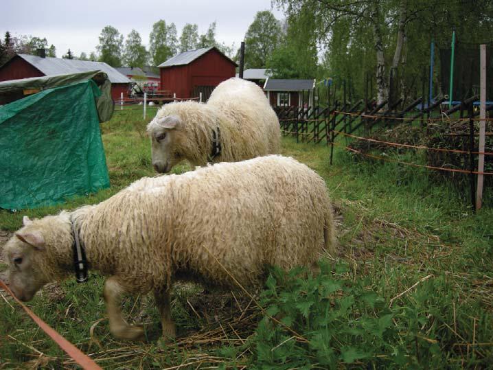 Rapport 2011:21 Arkeologi Arkeologi i Sunderbyn Arkeologisk besiktning inom Raä Nederluleå 180:1, fastigheten Sunderbyn 57:1