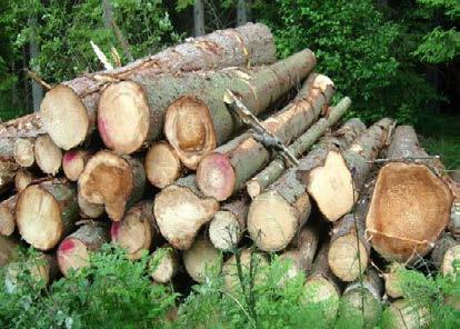 Massavedssortimenten indelas per trädslag eller trädslagsgrupp beroende vilka träslag som accepteras i det aktuella sortimentet som avtalats mellan parterna.