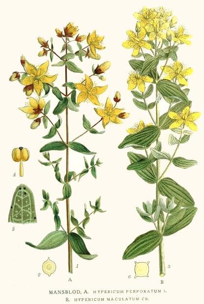 Johannesört (Hypericum perforatum) Hypermin mfl Indikationer Lätt nedstämdhet, lindrig oro,