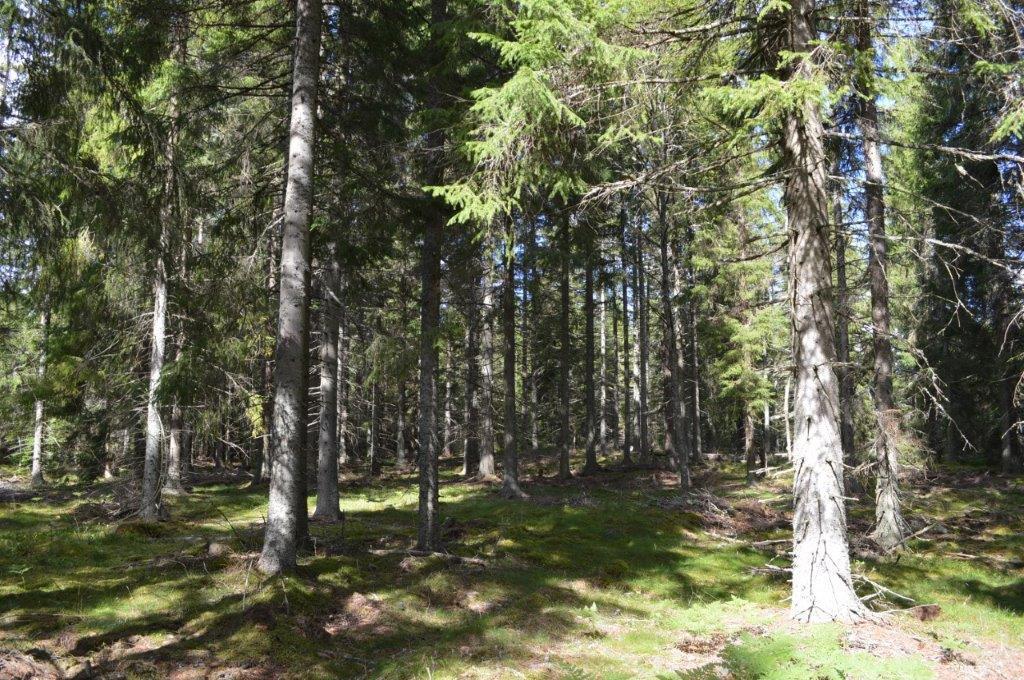 Skog och Mark Skogsmark Enligt skogsbruksplanen är den produktiva skogsarealen 67,2 ha med ett beräknat virkesförråd om 11 405 m3sk 2017. Bonitet 8,6 m3sk/ha och år.