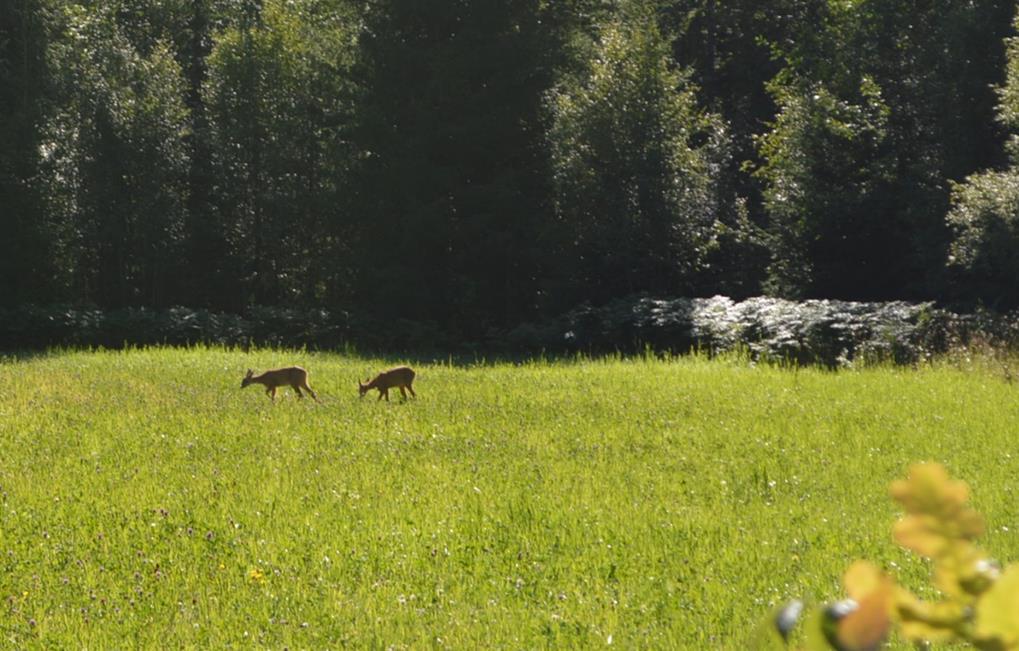 Undersökningsplikt Den slutgiltiga köparen har enligt jordabalken ett långtgående ansvar att undersöka egendomen och förvissa sig om dess skick, gränser och areal före köpet.