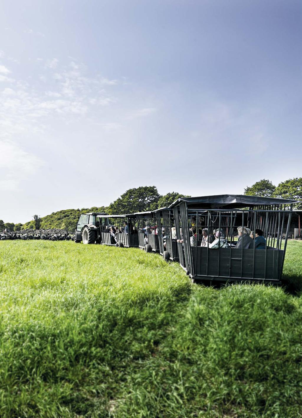 MATHANTVERK & TURISM FÅRFARMEN MED FÅREN SOM RÖD TRÅD HAR JEANETTE OCH KRISTIAN CARLSSON BYGGT UPP ÖSTRÖÖ FÅRFARM I HALLAND TILL ETT FÖREDÖME FÖR FÖRETAG SOM VILL KOPPLA IHOP MATHANTVERK MED TURISM.