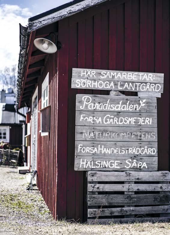 REPORTAGE JOHANNA HILDINGSSON och hennes Forsa gårdsmejeri är en av pusselbitarna i Ystegårn i Hillsta där flera småföretagare samarbetar.