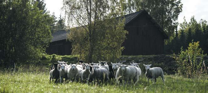 ÄNDRADE REGLER KAN GE LIVSMEDELSFÖRETAG I NORR TRANSPORTBIDRAG En regelförändring i EU-kommissionens förordning innebär att företag i Norrbotten, Västerbotten, Jämtland och Västernorrland som