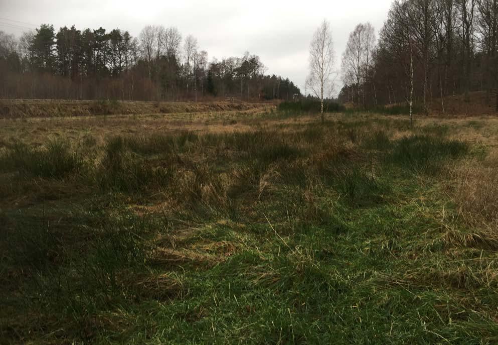HANSA POWERBRIDGE 29 5.2.4 Kabelstråk För markförlagda kablar gäller att inom ett ca 5 8 m brett stråk, centrerad över kabeldiket, kommer återväxt av större träd inte tillåtas (se Figur 5.6).