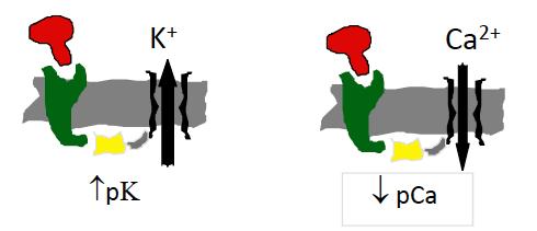 Cellulära effekter av opioid-receptoraktivering I Alla opioid-receptorer är G-protein-kopplade Agonist-bindning leder till: Hämmad