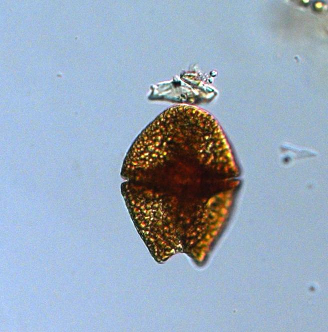 Pseudo-nitzschia spp was rather abundant and the flagellate Emiliania huxleyi was found with quite high cell numbers. The integrated (0-20m) chlorophyll concentration was above normal for this month.