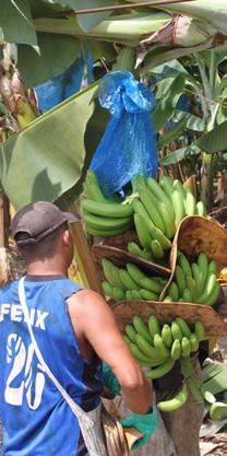 Chiquitabananens långa resa 22 1. Bananplantan växer från en knöl. När de väl är planterade blir växten synlig efter 3-4 veckor.