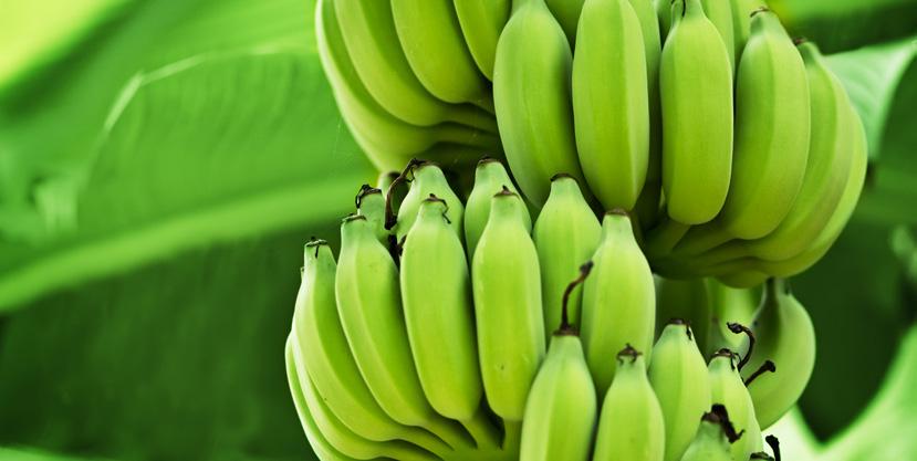 26 Mognadsprocessen Bananerna placeras i speciella rum på mogningsanläggningen och ett mognadsprogram på 4-7 dagar påbörjas. Längden på mognadsprogrammet beror på vilken färg kunden vill ha.