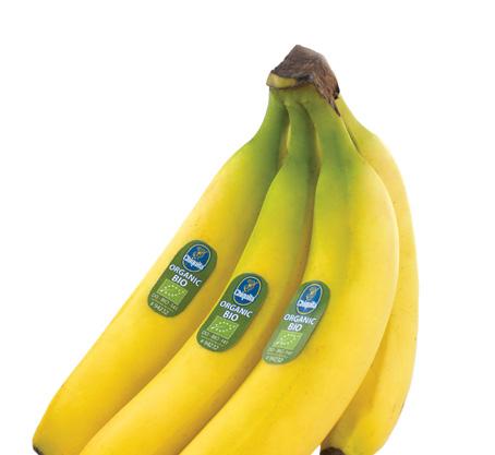 Chiquitas bananer Chiquita standard Den klassiska Chiquitabananen med den tuffaste 16 klassningen. Vår Chiquita standard är klass extra frukt.