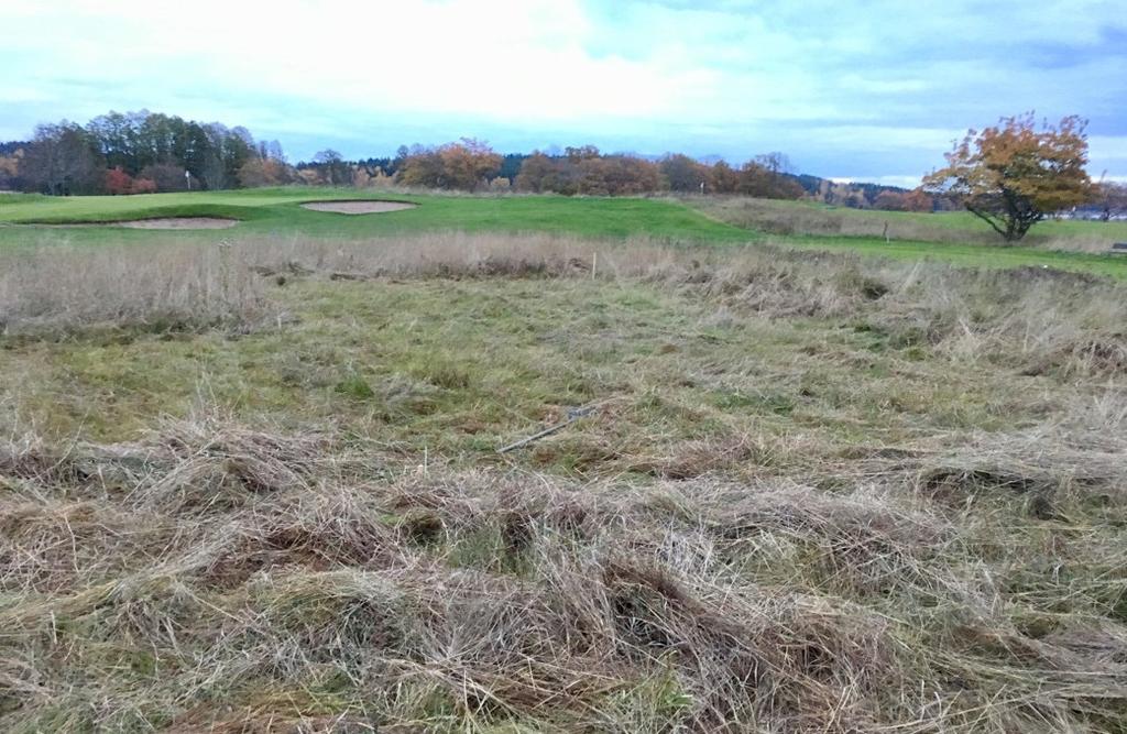 Mager ruff är lättare att spela från och möjliggör ökad biologisk mångfald intresserad av projektet och kommer att etablera fältförsök på en golfbana utanför München till nästa år.