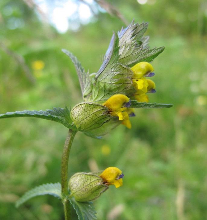 Ängsskallra (Rhinanthus minor) sås på hösten för att parasitera på gräset och på så sätt tunna ut ruffen. Foto: Roger Svensson. 5. Som behandling 2, men med insådd av ängsskallra (Rhinanthus minor).