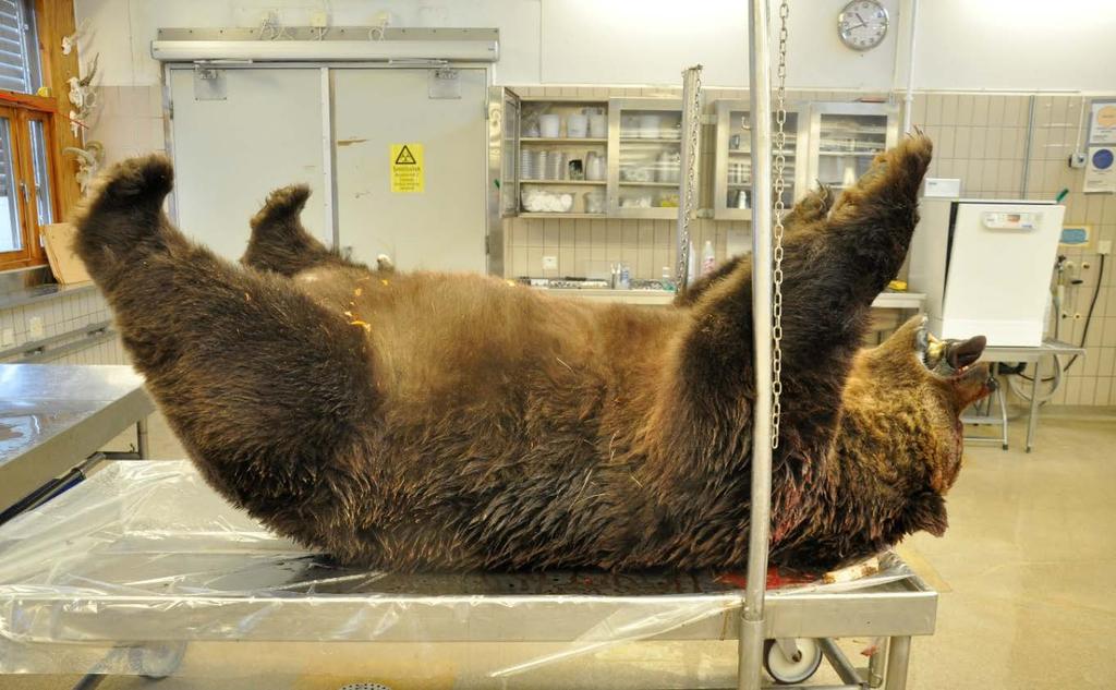 Utöver de ovannämnda björnarna noterades inga andra sjukliga förändringar. Den stora majoriteten friska djur tyder på en björnstam med en i allmänhet god hälsostatus.