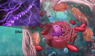 metabolism Metabola mekanismer som påverkar muskelmassan M u s k e