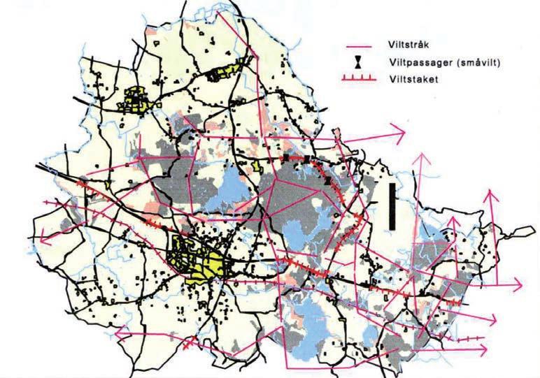 VILT Svedala har lämpliga förutsättningar för viltet med dess varierande landskapsförutsättningar, våt- och skogsmarker blandat med åkrar och småbiotoper.