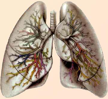 Streptococcus