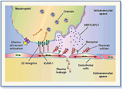 Heparin-bindande protein (HBP) En tidig sepsismarkör med biologisk plausibilitet? HBP är lagrat i neutrofiler som är först på plats vid en infektion.