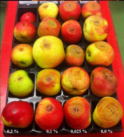 3.3.2. AR-lösningrns effekt på frukt som inokulerts med tre svmpr På kontrollfrukt som ej ehndlts med AR, vr den genomsnittlig skdn (lesionen) orskd v inokulering med P.