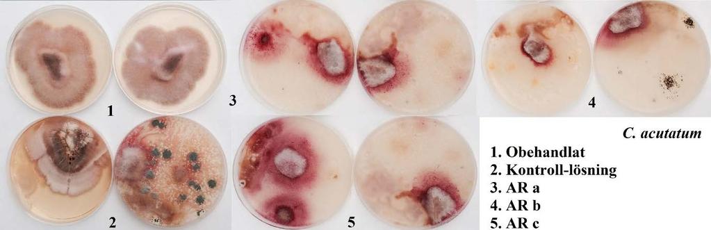 B. C. cuttum 80,0 Mycelium tillväxt (mm) 60,0 40,0 20,0 0,0 Oehndlt Kontroll-lösning AR AR AR c Behndlingr C. N.