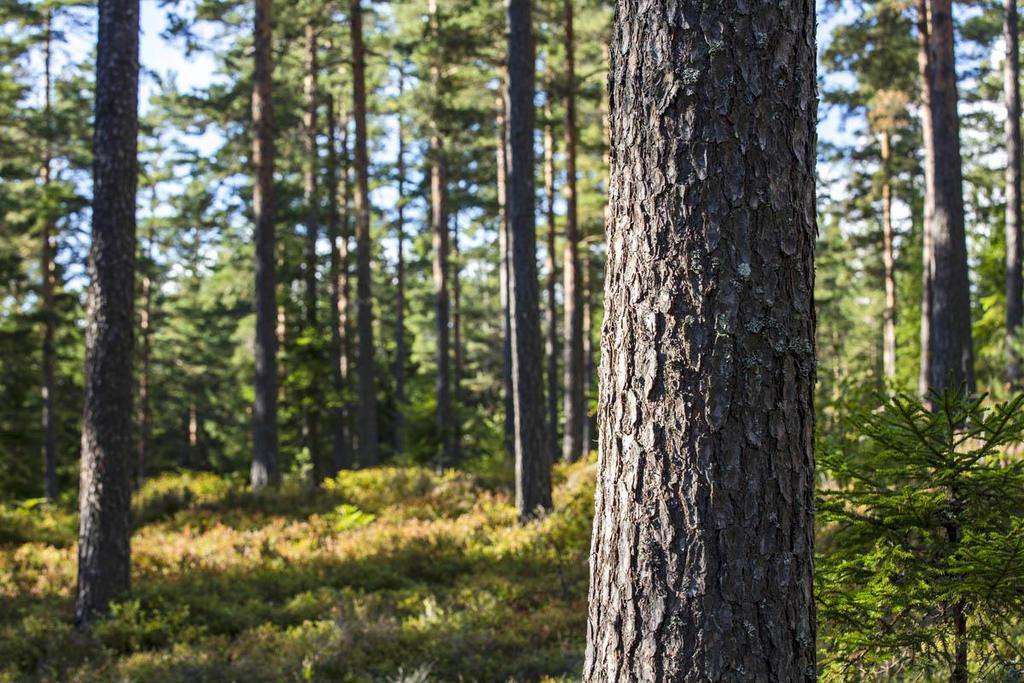 Komplettering till ansökan om