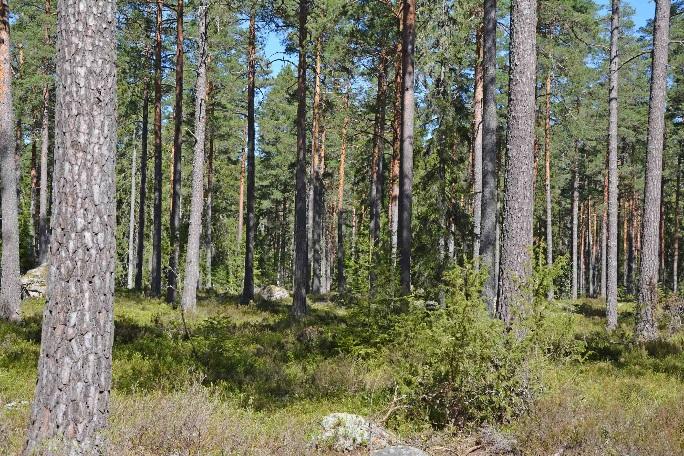 Skogsgårdar i Vimmerby kommun Tuna-Flohult 1:2, 1:5, 1;6 På fastigheterna finns två enkla förrådsbyggnader varav en är samägd och en är på ofri grund, ingen ersättning utgår.