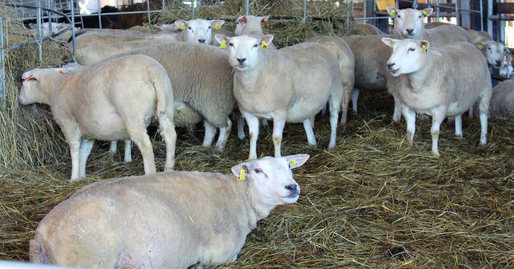 SYSTEMATISK UTFODRING BÖRJAR MED KOMPLETTERING AV GROVFODRET I Sagu på gården Yliristniemi har Henna och Heikki Perkonoja satsat på fåruppfödning.