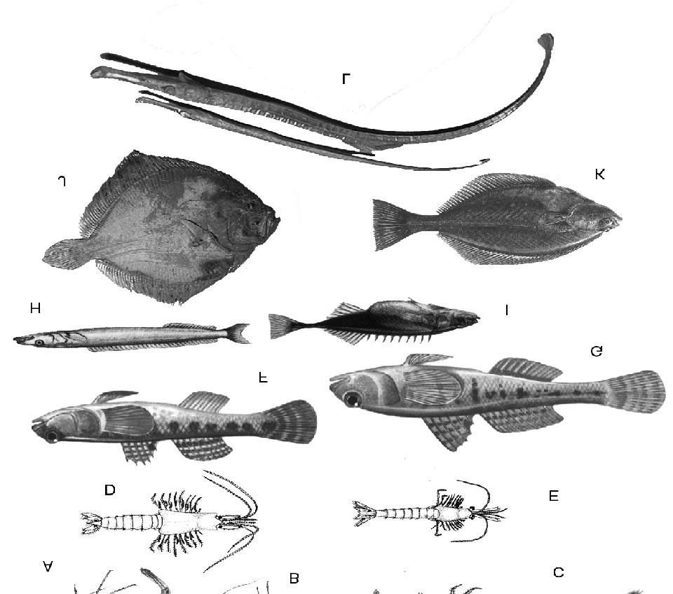 MOBIL EPIFAUNA OCH INFAUNA (Fredrik Lundgren) Inledning Undersökningar av den mobila epifaunan (rörliga djur på sedimentytan och i vattnet) och infaunan (djur knutna till sediment) vid Kämpinge och