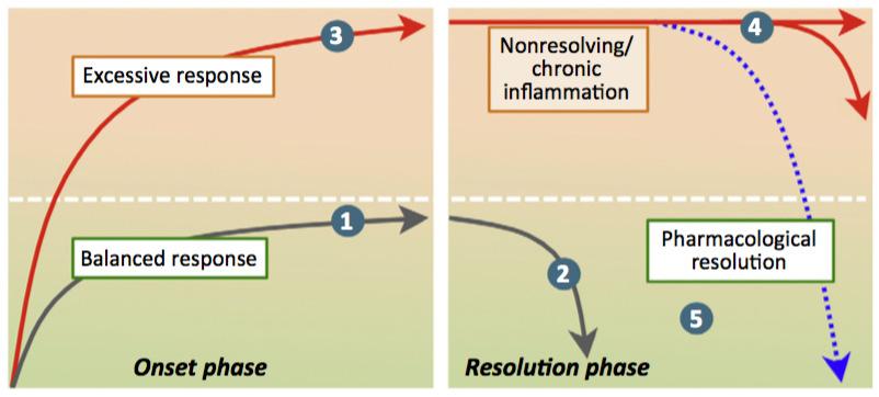 SynAct Pharmas teknologiplattform - minskar inflammationen och stimulerar naturliga läkningsprocesser AP1189 bromsar det initiala inflammationssvaret - Sjuklig inflammationsprocess Överdrivet