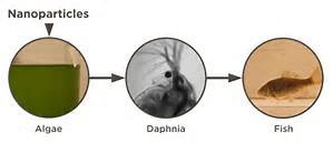 bytesdjur till rovdjur (Mattsson et al., 2014) Bioackumulering?