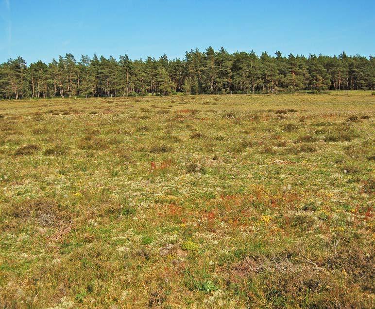 Öland På Öland återstår endast ytterst små områden av tidigare vidsträckta och öppna sandfält längs den östra landborgen.