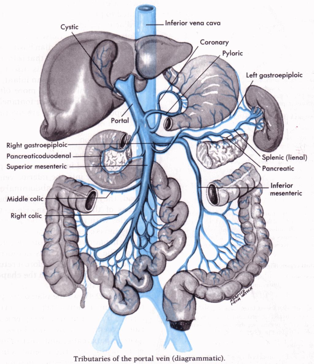 1. colon cancer = =