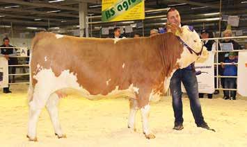 Simmental Simmental är en kombinationsras av europeisk modell, men används i Sverige som köttras. Rasen härstammar från mellaneuropa och är av tyngre typ.