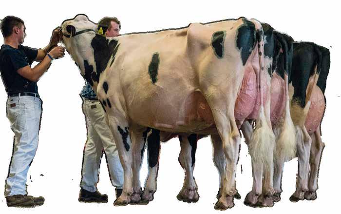 CRI - Kon Du Behöver Vi ses i Monter D04:56 Kings-Ransom KB Delicate EX 92