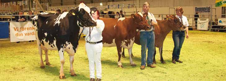 2013 års vinnare av Sara-priset. Holstein: 2404 Barbie, fader : Shottle, ägare: Anki och Magnus Sandin, Isakgården Holstein Älvsbyn.