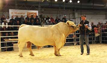 91 163 O.Epaulette av Norrby 20180208 47 302 F: 1302 Iceberg Pp FF: 1301 Forgeot P M: 692 L Epaulette Av Svanaholm MF: 1474 Isak Av Askome Ägare: 20619 Gunnarsson Bengt, Smålandsstenar 92 678 O.