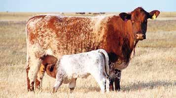 Jazz av Gunnarp 20180228 21 130 F: 1016 Lakky Av Gunnarp FF: 1038 Indigo Grossensee P M: 4 MF: 313 Ägare: 100669 Wendel Rickard,Hörby Belted galloway Belted galloway är en härdig ras hornlös från