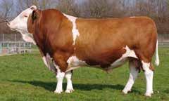 SM i Showmanship Namn Katalognr Öronnr Placering Lowa Göransdotter 16 935 Melissa Sandberg 118 79 Nina Svensson 113 74 Jennie Karlsson 115 76 Julia Nilsson 120 671 Anna Pettersson 68 433 Christel