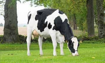 10 33393 1622 Bina 20171026 F: 92152 I-Control MF: 90640 Baxter Ägare: 33393 Carlsson Anders, Getinge KLASS 2 Kvigor 12 15 månader 11 33393 1613 Iris 20171019 F: 92017 Fitz MF: 91074 Lavanguard
