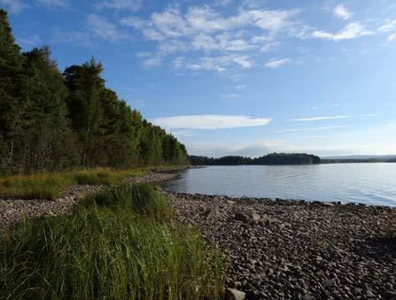 Storvuxen vandringsöring I Siljan och Orsasjön och i dessas tillrinningsområden finns en stam av storvuxen vandringsöring som är nationellt intressant att bevara.