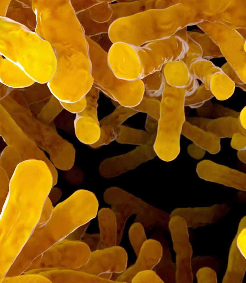 Infektionsläkaren Nr 2 2017 Volym 21 Campylobacter WHO:s riktlinjer