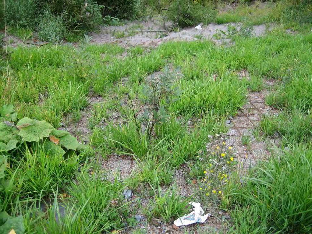 4. Kokosmatta Kokosmattorna fungerade utmärkt för att underlätta för gräs och örter att etableras i slänten.