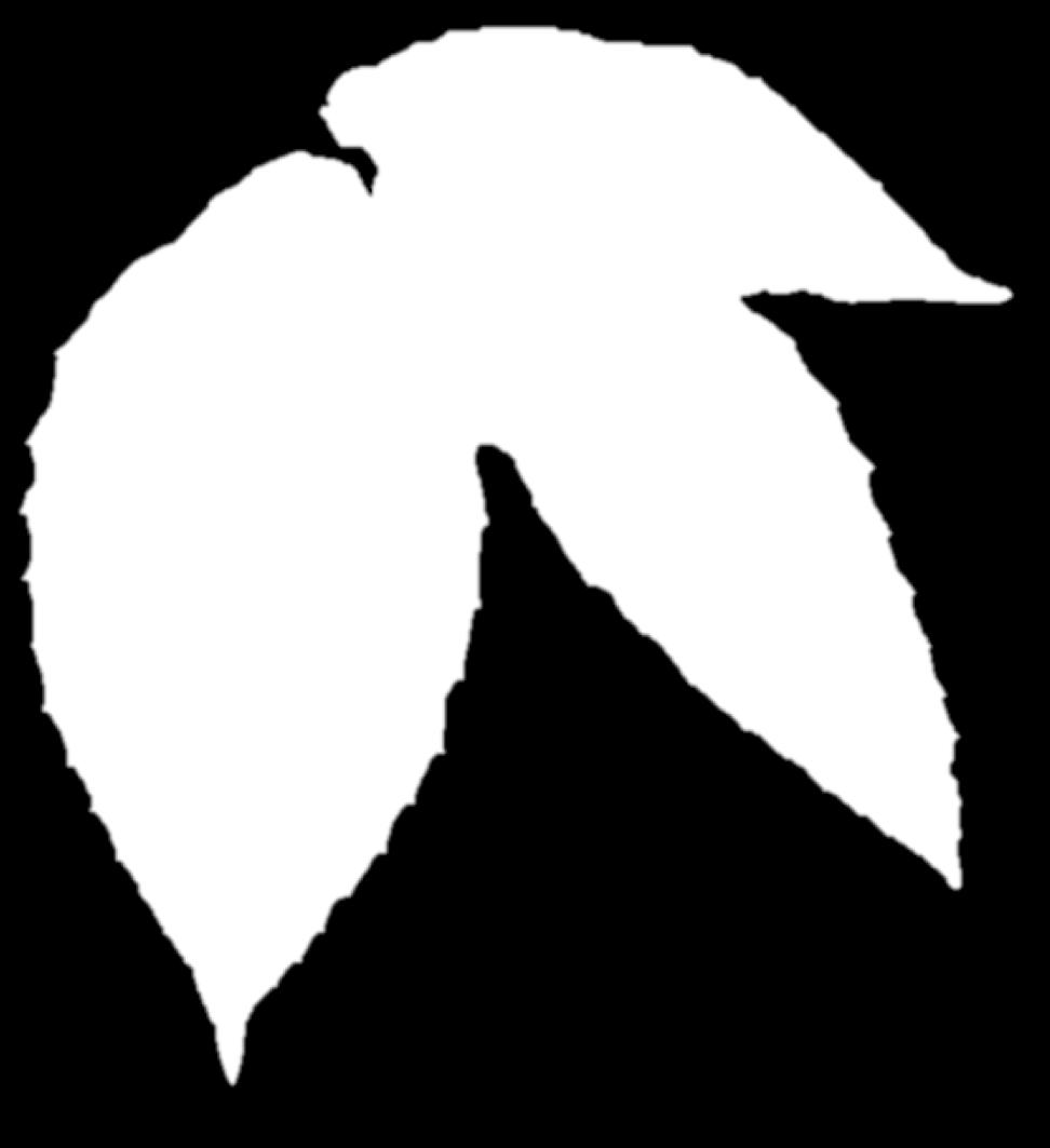 logoped, bitr.
