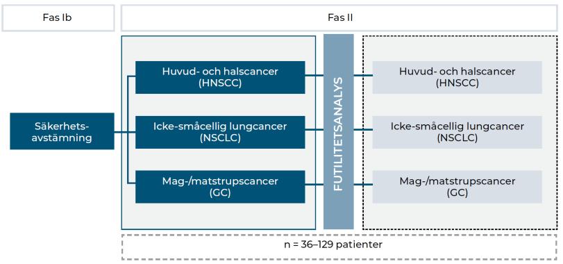 Flerindikationsstudie i fokus För närvarande pågår förberedelser för en flerindikationsstudie där ilixadencel i kombination med checkpointhämmare ska undersökas i patienter med ickesmåcellig