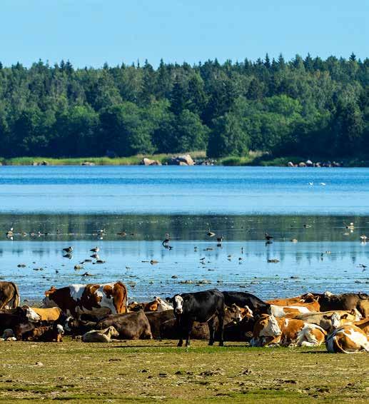 Inledning LANTBRUKAREN VIKTIGAST OCH MEST SÅRBAR Mellan åren 1990 och 2015 har Världsnaturfonden WWF arbetat med lantbrukare som håller betande djur.